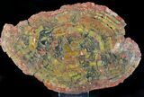 Red Arizona Petrified Wood (Araucarioxylon) Slab - #23347-1